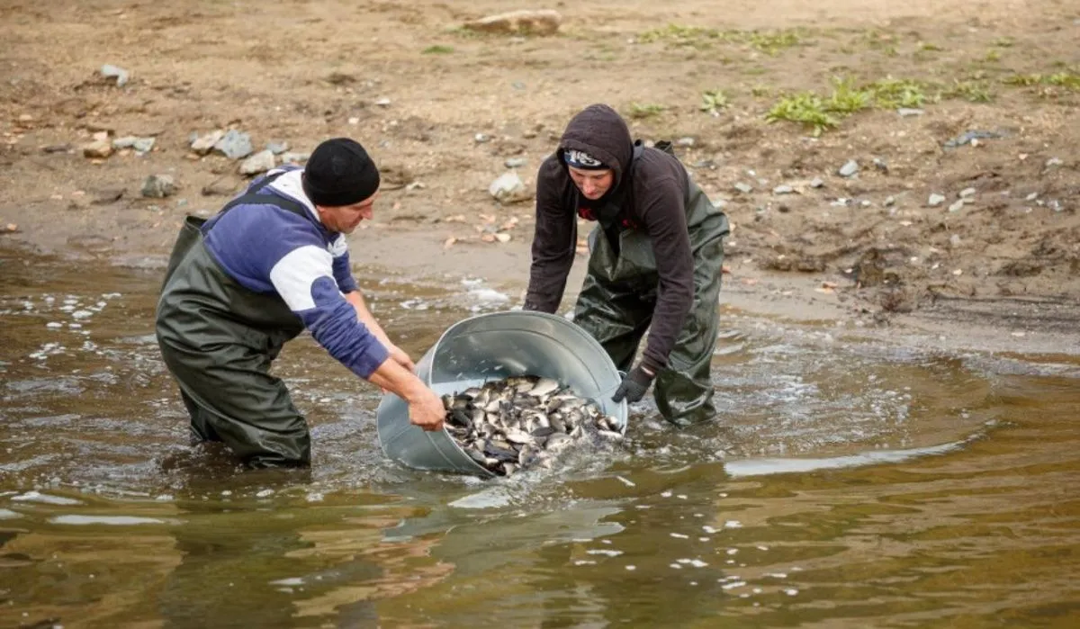 В Свердловской области улучшение качества воды доверили рыбам 