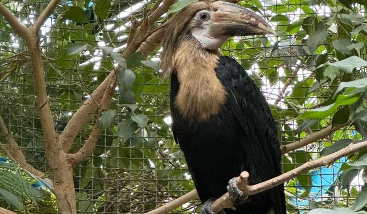 Москвичи определят имя для птенца редкого папуанского калао