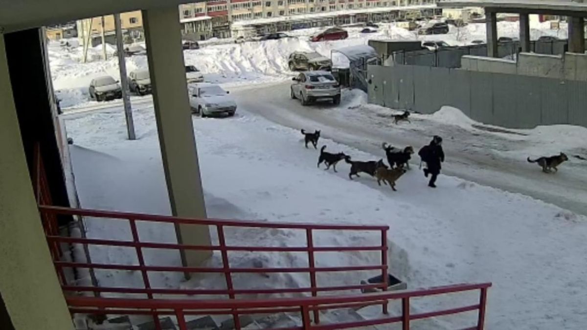 Стая бездомных собак напала на ребёнка в Уфе