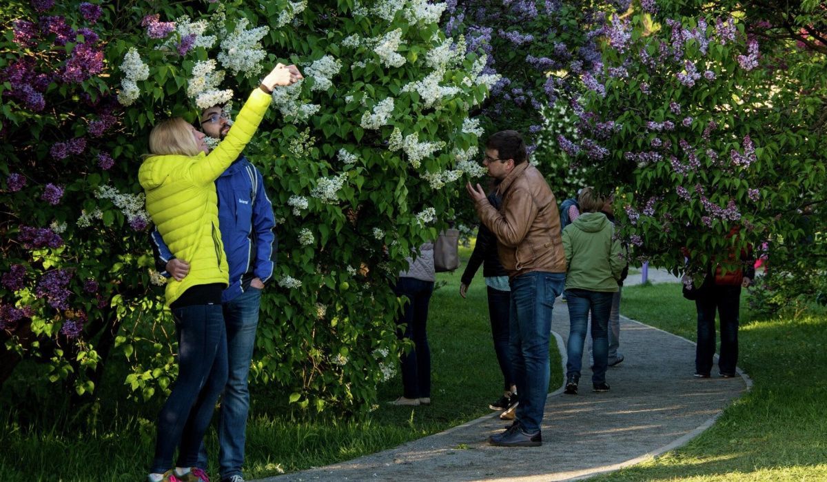 Сиреневый сад появится в центре Нижнего Новгорода