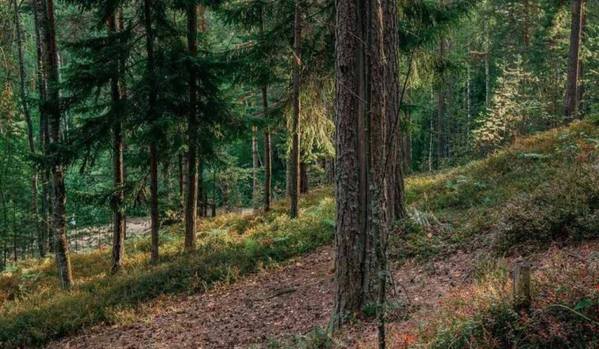 Зеленый пояс расширят вокруг Санкт-Петербурга