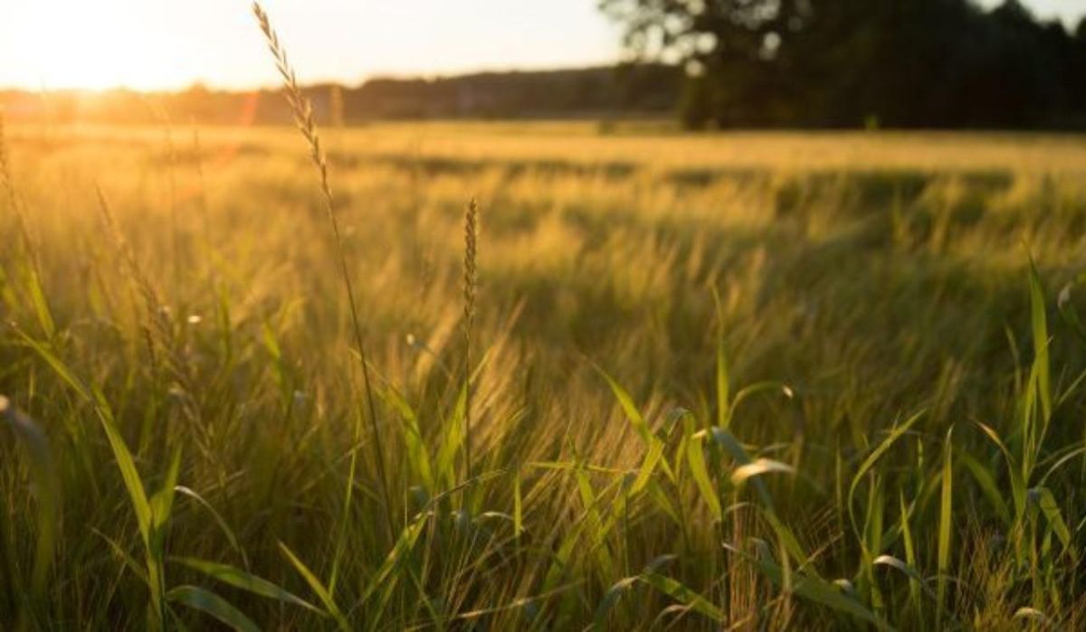 В Воронежскую область в конце недели придёт 33-градусная жара