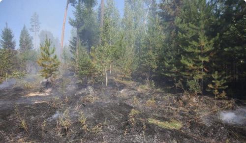 В Свердловской области резко сократилась площадь природных пожаров 