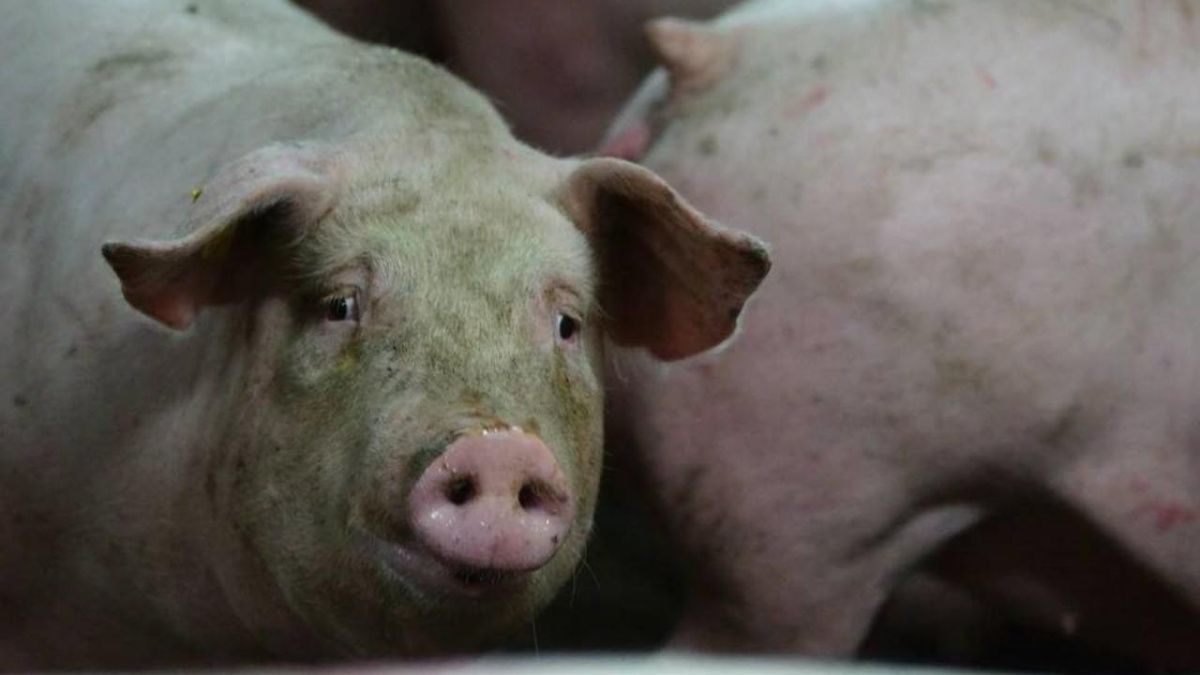 В Свердловской области снова зафиксирована вспышка африканской чумы свиней