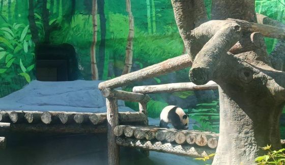"Столько разных запахов и звуков": панда Катюша всё больше осваивает уличный вольер