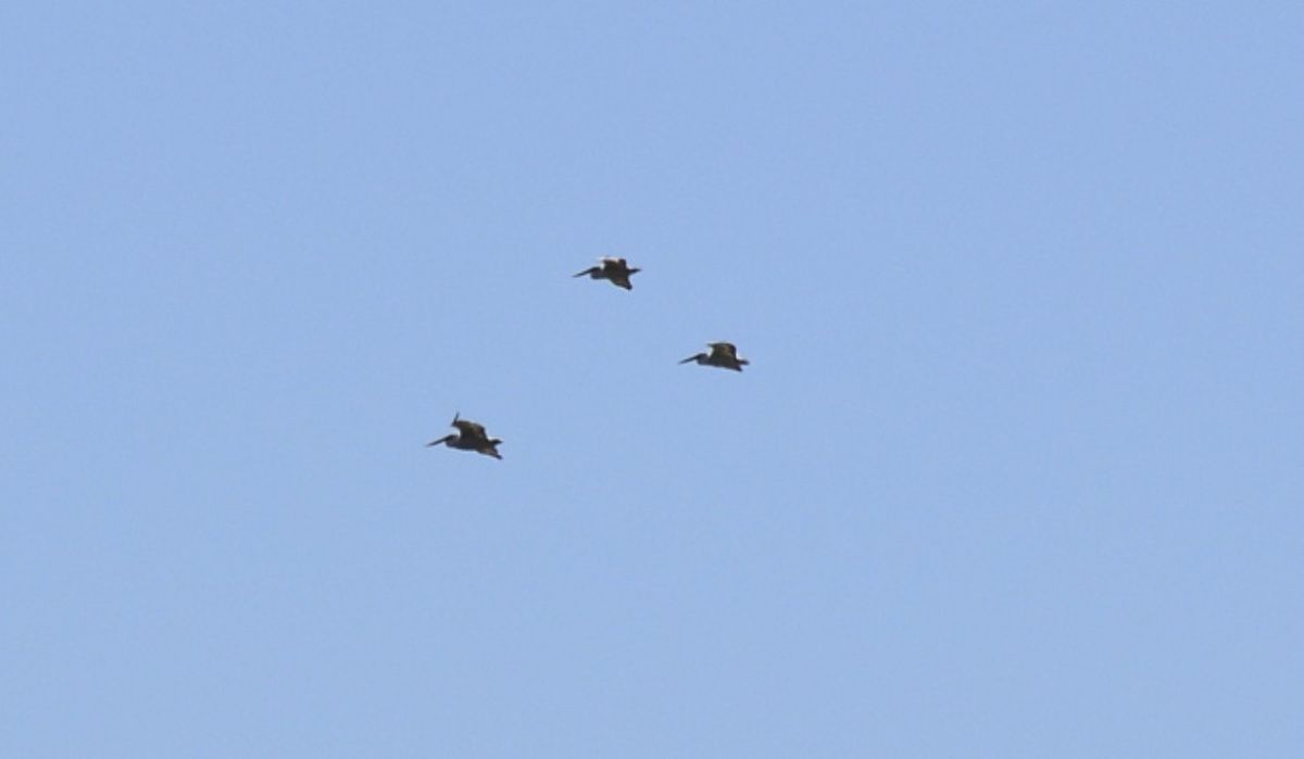 Пеликаны прилетели в парк «Щербаковский» Волгоградской области