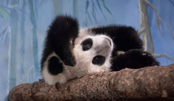 В Московском зоопарке панду Катюшу сравнили с жидкостью