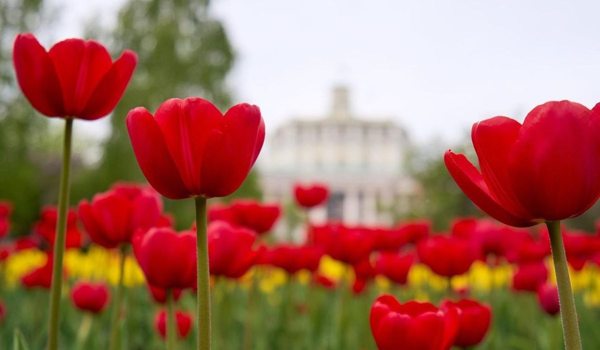 В Москве высадят новые сорта тюльпанов в парках и на улицах города