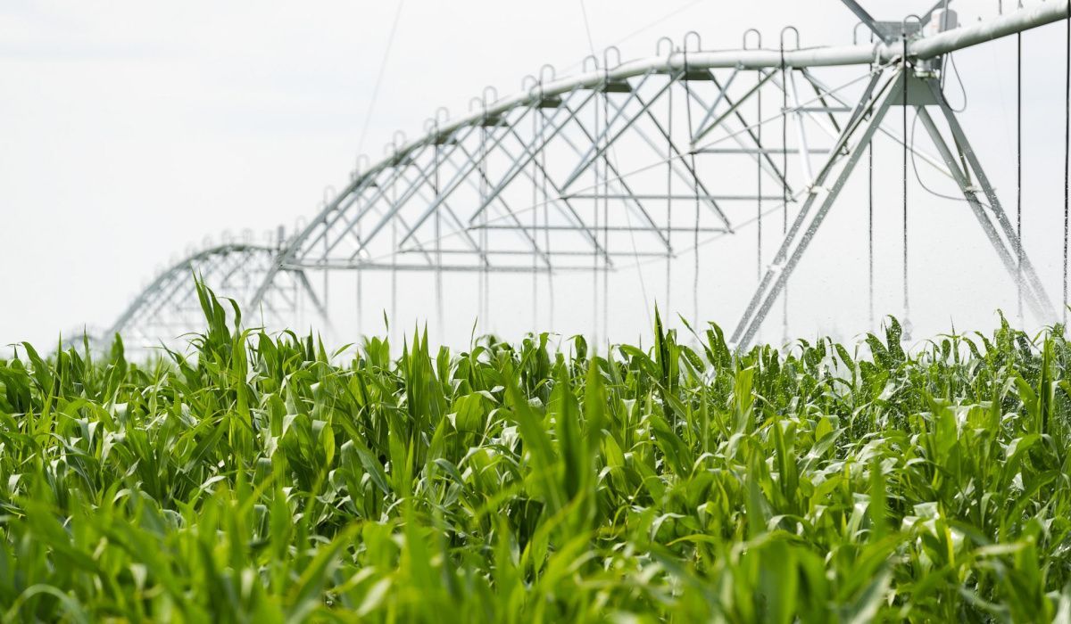 Волгоградская область лидирует в производстве зернобобовых культур