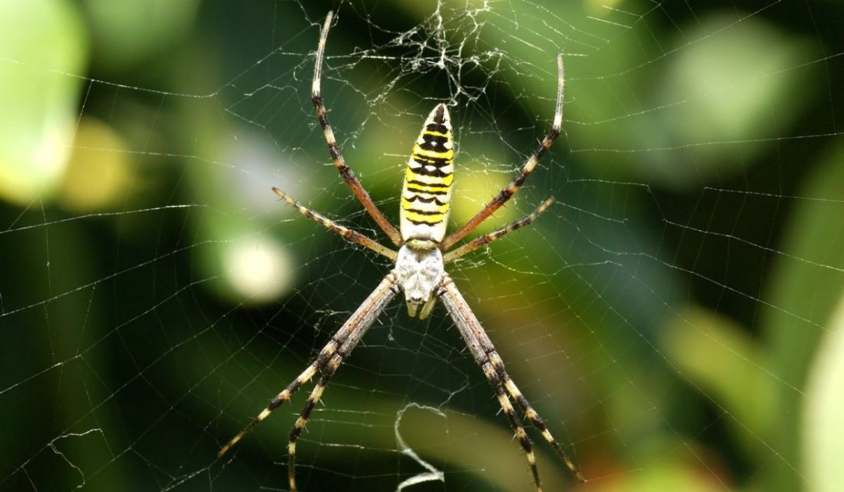 Ученый из КФУ объяснил причину нашествия ос-пауков в Татарстане