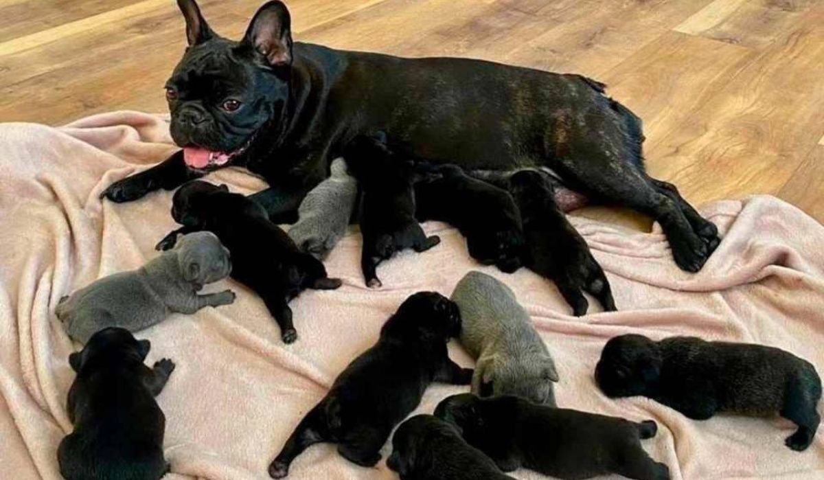 Французский бульдог из Петербурга поставила рекорд России по числу щенков