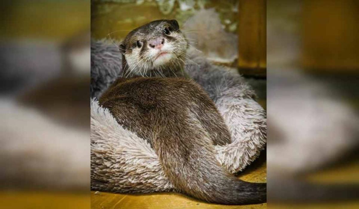 В зоопарке Екатеринбурга выбрали «Зоо-мистера»