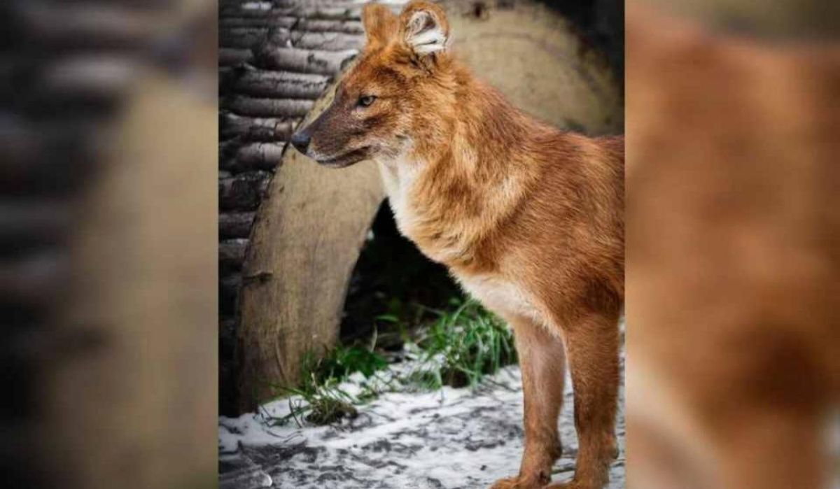 В Екатеринбургском зоопарке выберут «Зоо-мисс»