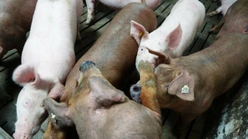 Африканская чума свиней пришла в Свердловскую область
