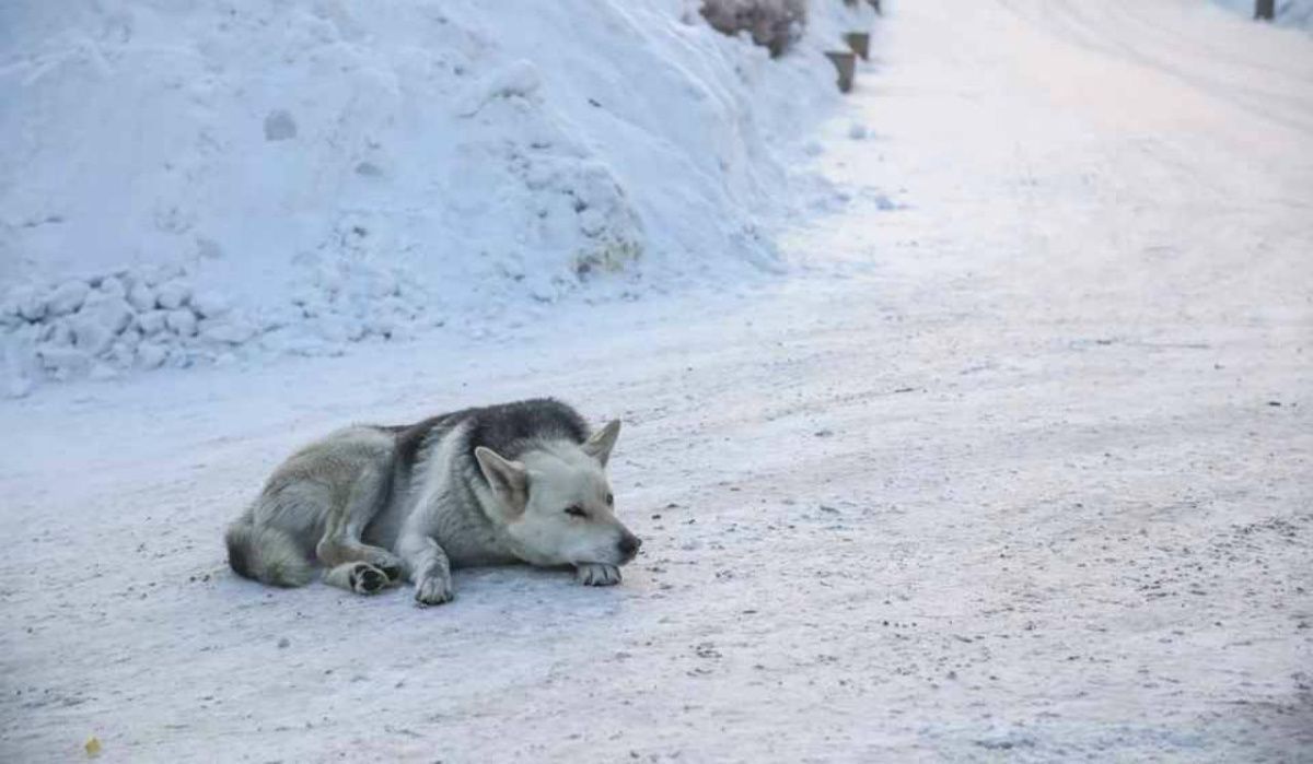 В Красноярском крае одобрен закон об усыплении бездомных животных