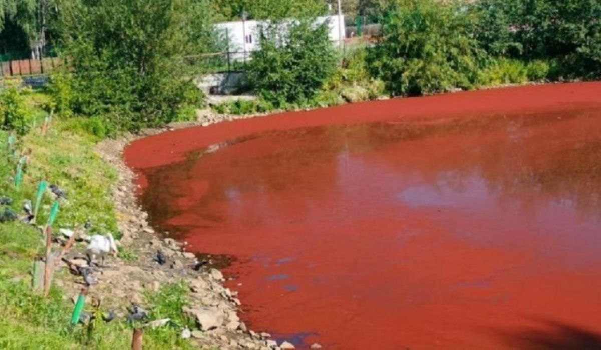 Стало известно, почему в Екатеринбурге Лебединое озеро стало красным 