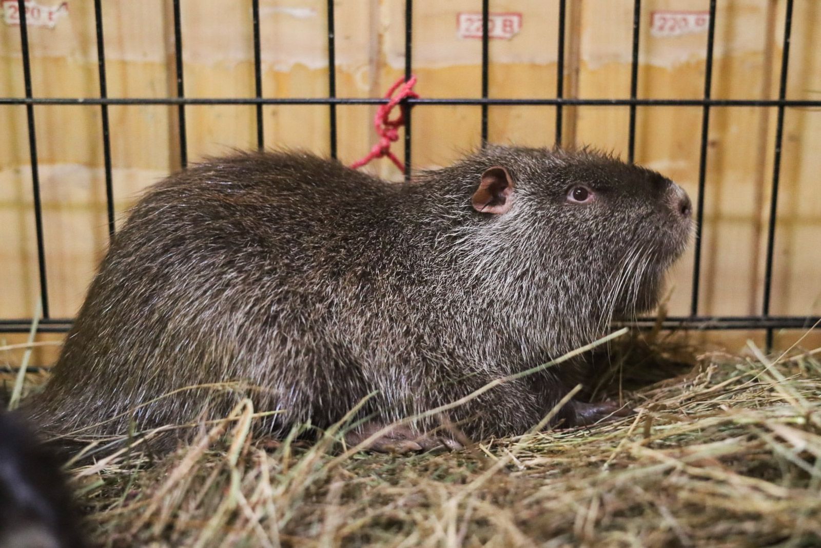 Новые животные появились на &quot;Городской ферме&quot; ВДНХ