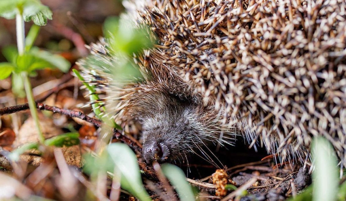 Ежи в столичных природных зонах начали подготовку к холодам