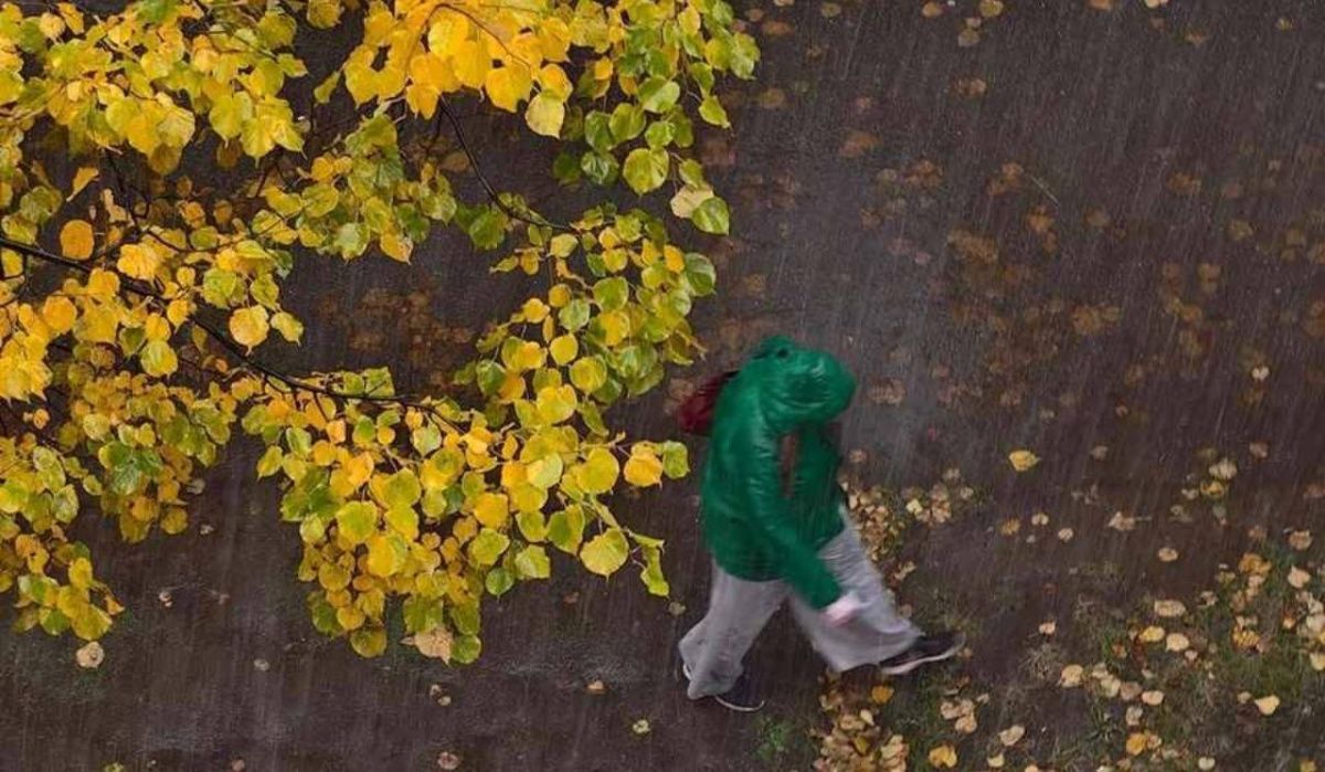 Теплую и дождливую погоду пообещал Леус петербуржцам 16 октября