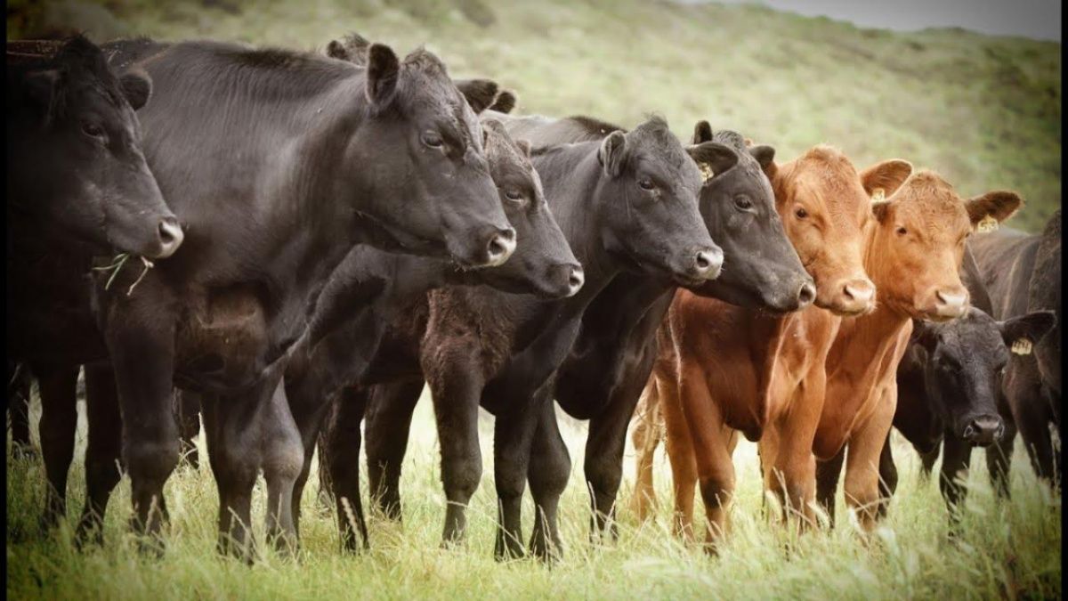 Жителю Свердловской области вернули 15 коров