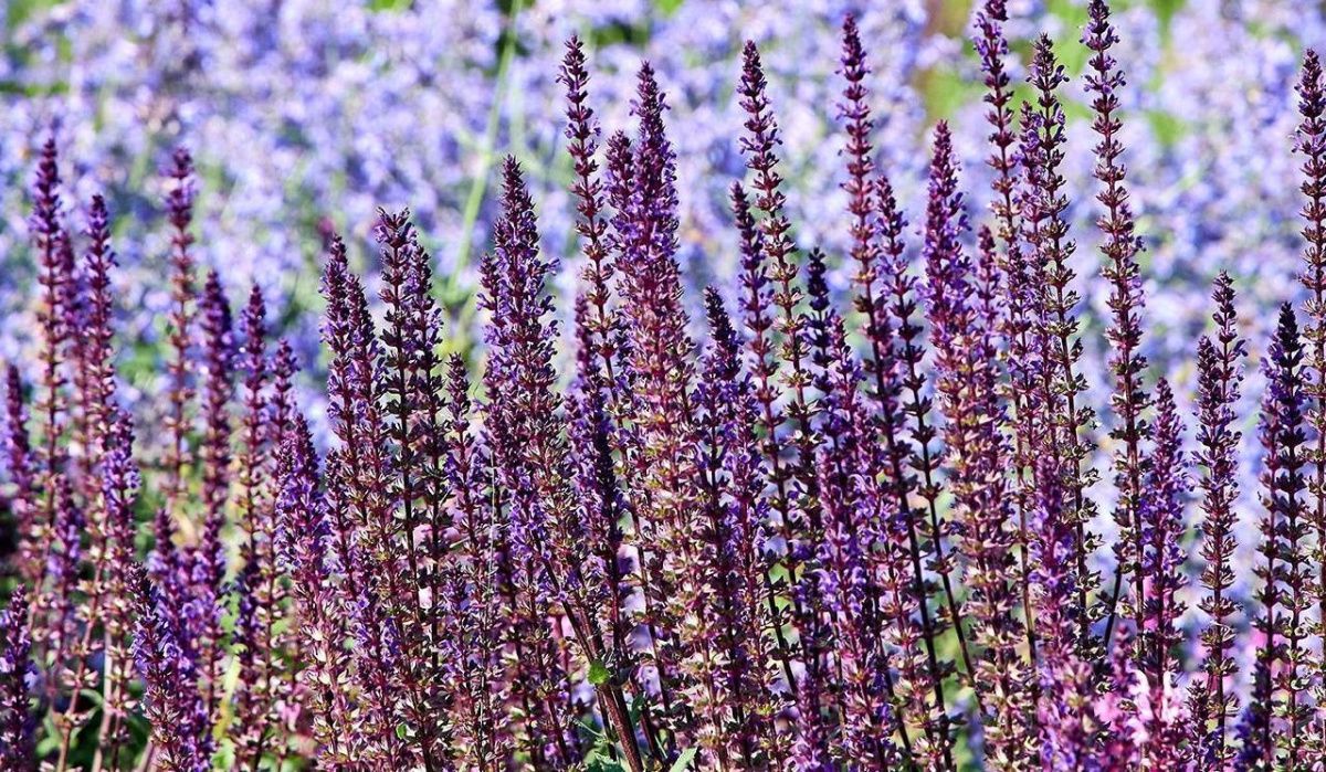 В Москве стартовала посадка многолетних растений