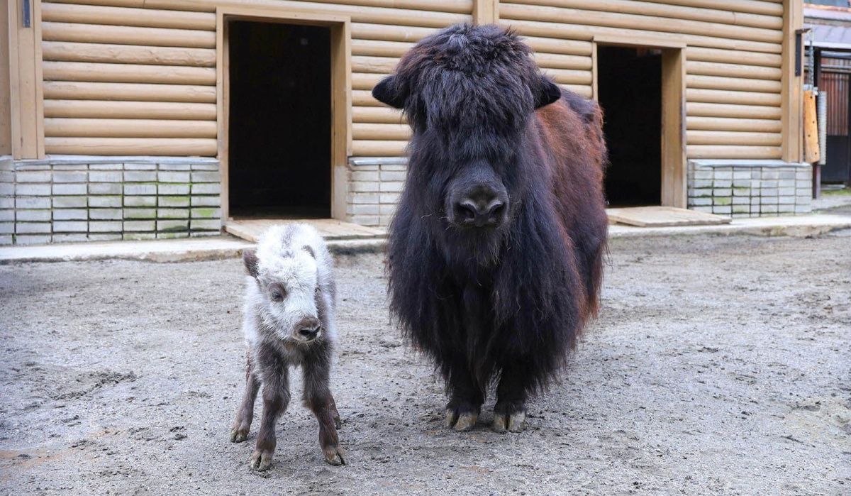 В Московском зоопарке родился детеныш домашнего яка