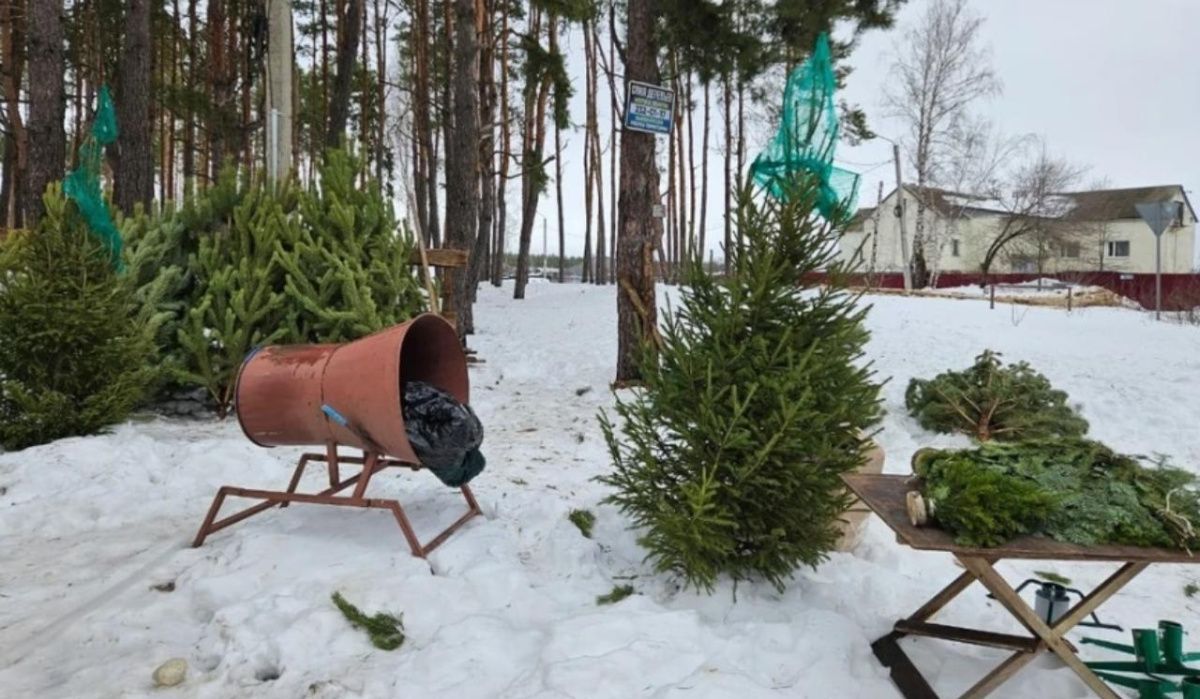 В Воронеже стартовали рейды по несанкционированным елочным базарам