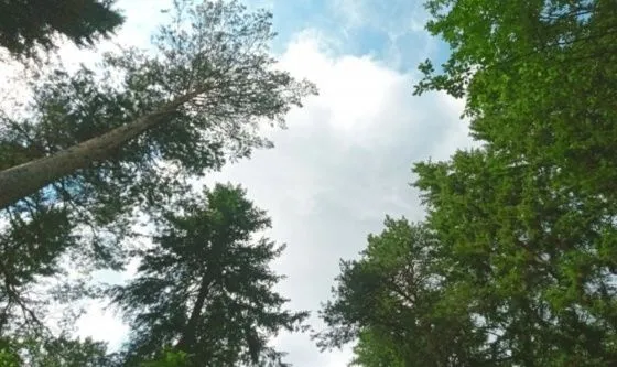 В Свердловской области запретят гулять в лесах и жарить шашлыки