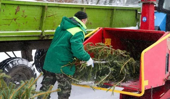 Москвичи сдали на переработку несколько десятков тысяч новогодних деревьев